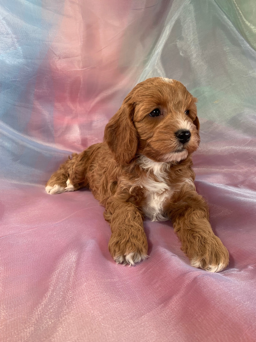 Dark Red Male Cockapoo Puppy for Sale, DOB 3-1-2022, $1200